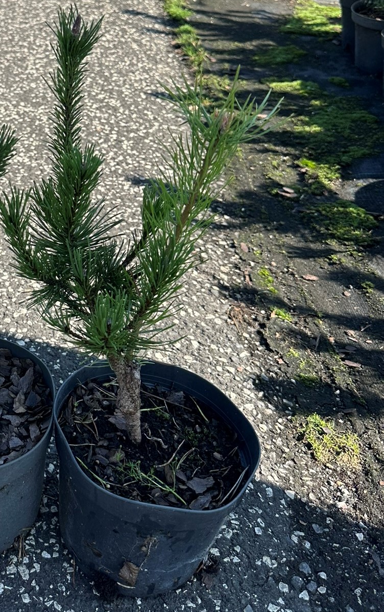 Сосна скрученная Спанс Дварф